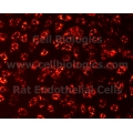 Rat Primary Colonic Microvascular Endothelial Cells